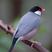Java Sparrow